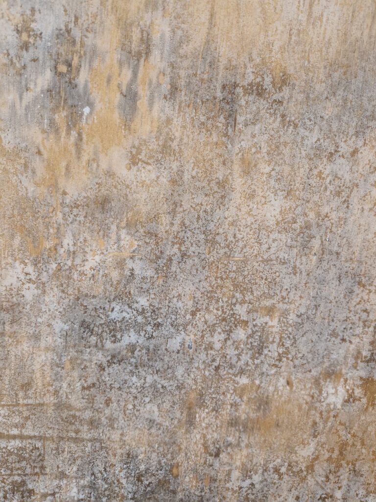 JJ Group Dry Rot Check